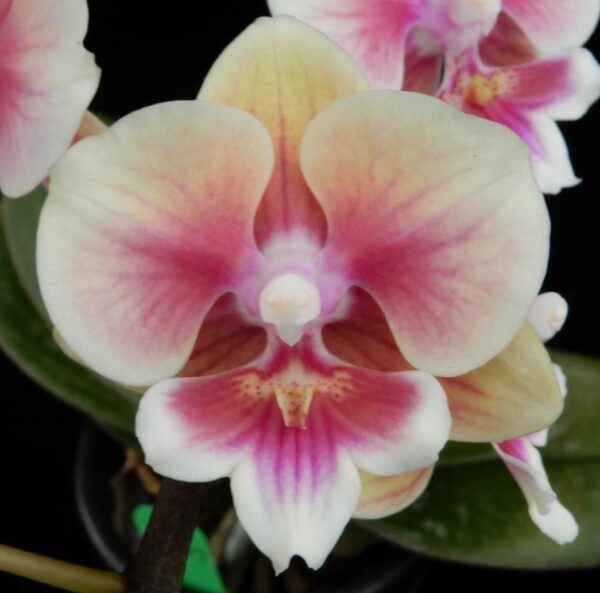 Phal. Younghome Thumbelina