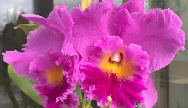 Blc. Pink Empress