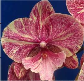 Phal. 0755