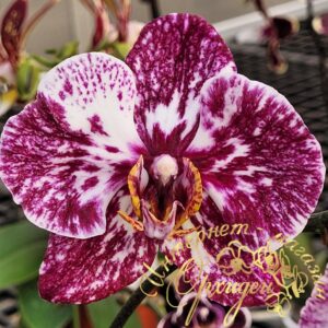 Phal. NCK Chocolate