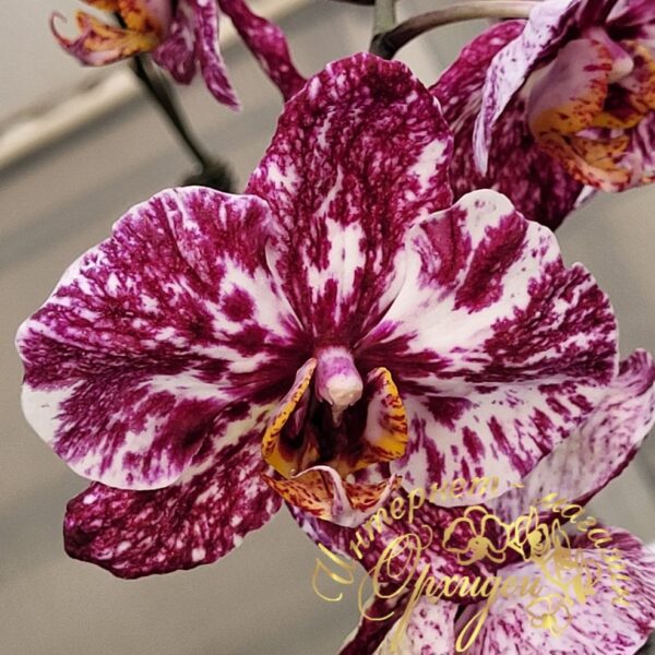 Phal. NCK Chocolate — изображение 2