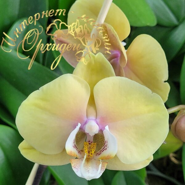 Phal. Bluemoon — изображение 3