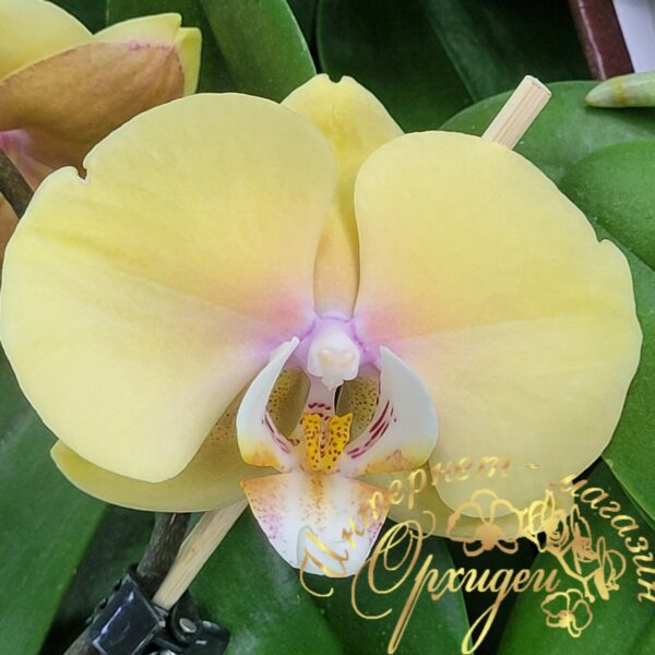 Phal. Bluemoon — изображение 4