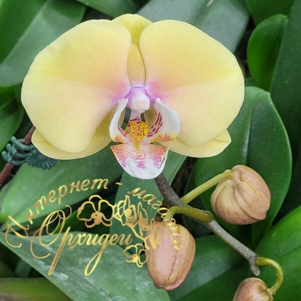 Phal. Bluemoon — изображение 2