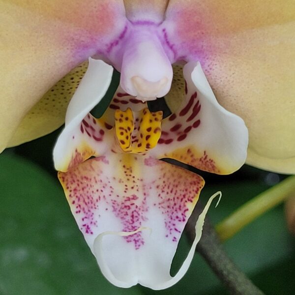 Phal. Bluemoon — изображение 5