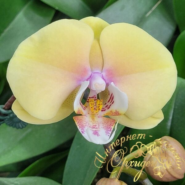 Phal. Bluemoon
