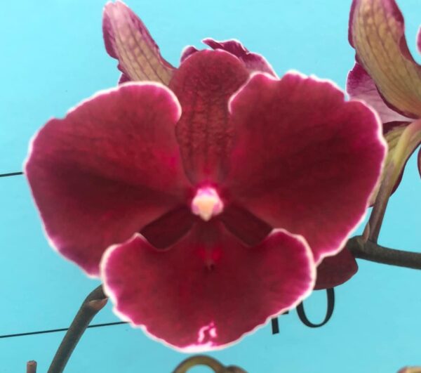 Phal. Red Wine