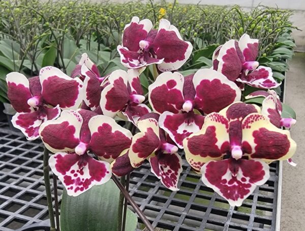 Phal. The clown