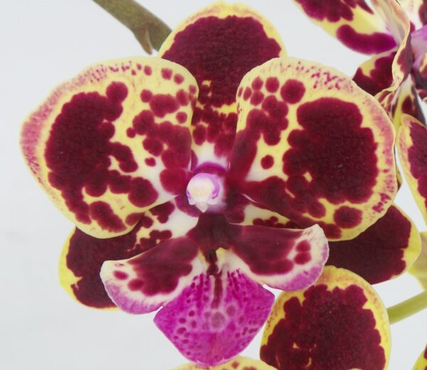 Phal. The clown