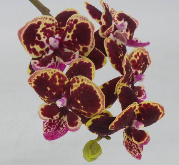 Phal. The clown