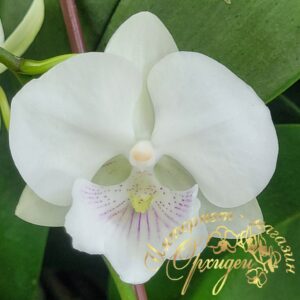 Phal. SOGO 5545