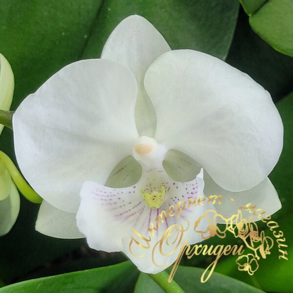 Phal. SOGO 5545 — изображение 4