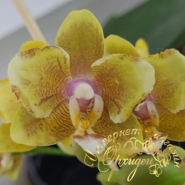 Phal. Yellow Wave 532 peloric