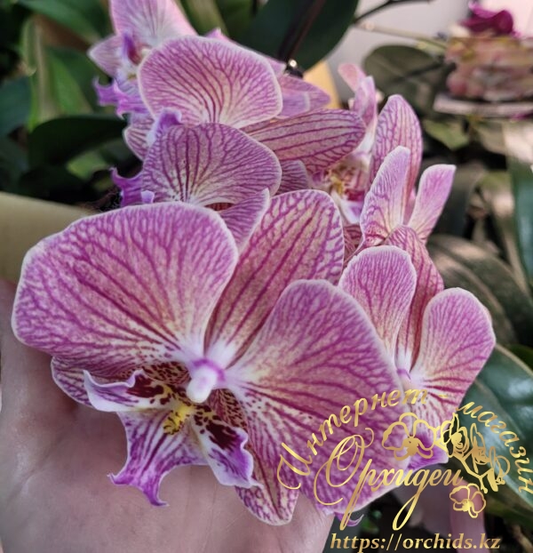 Phal. Harck Peony