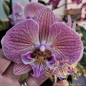 Phal. Harck Peony