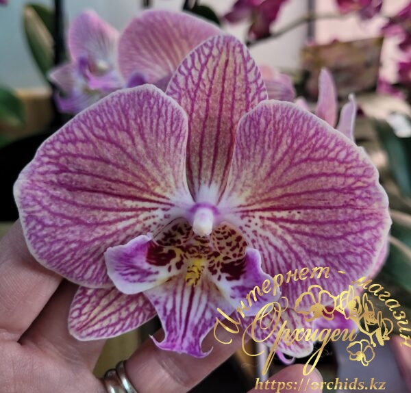 Phal. Harck Peony