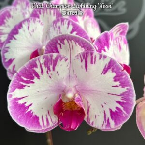 Phal. Champion Lightning Neon