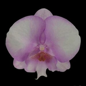 Phal. Fangmei Dream Lip