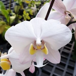 Phal. philippinensis