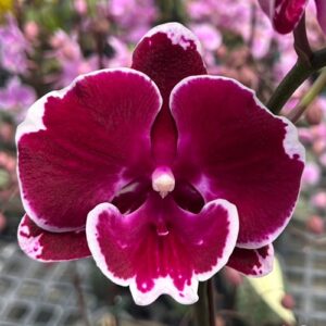 Phal. Yushan Fairy Go