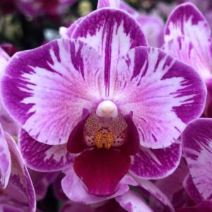 Phal. Little Gem Stripe Cat King