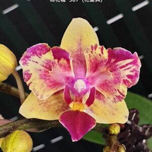 Phal. I-Hsin Confetio 507 peloric