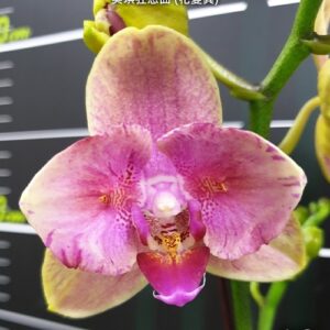 Phal. Miki Crazy Tune peloric