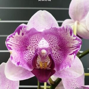Phal. Miki Ice Cube
