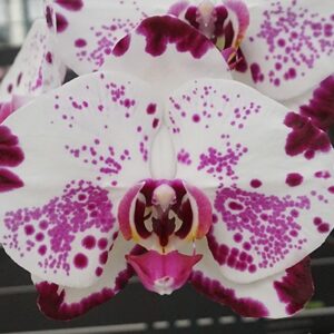 Phal. Miki Kaleidoscope 65