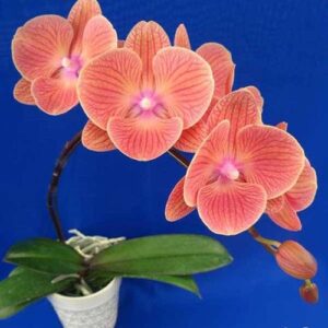 Phal. King Car Persimmon