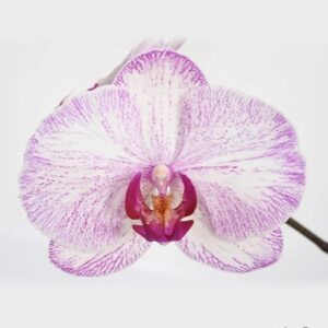 Phal. Fangmei Ferrari × Lianher Koi