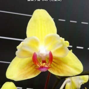 Phal. Fuller's Sunset 646 (peloric)