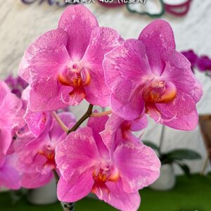Phal. Jiuhbao Pink Lady 485 peloric
