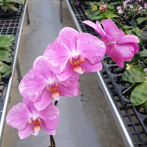Phal. Jiuhbao Pink Lady 485 peloric