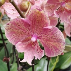 Phal. King Car Marble 717