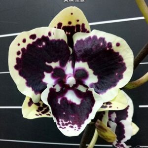 Phal. Miki Brown bear