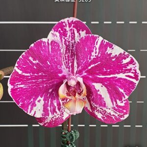 Phal. Miki Comet 3205