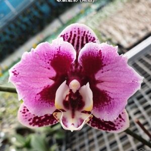 Phal. Miki Opera peloric - 2 eyes