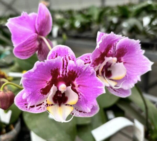 Phal. Miki Opera peloric - 2 eyes