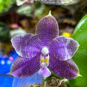Phal. Miki Sabina California