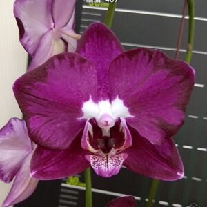 Phal. OX Spot Queen 407