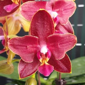 Phal. Sogo Red Star peloric