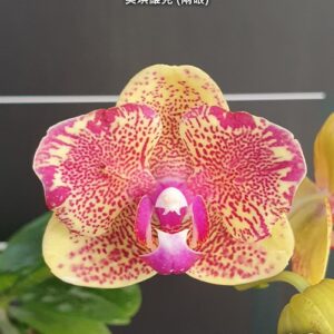 Phal. Sogo Vieker (peloric - 2 eyes)