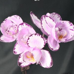 Phal. Violet Thunder