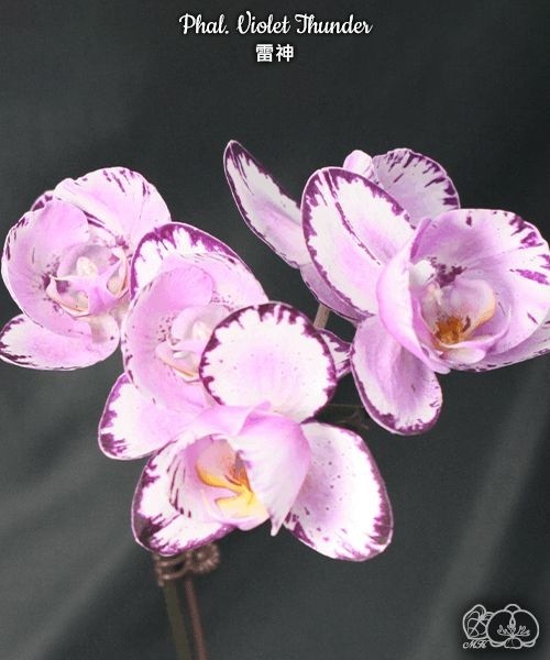 Phal. Violet Thunder 1 Phal. Violet Thunder