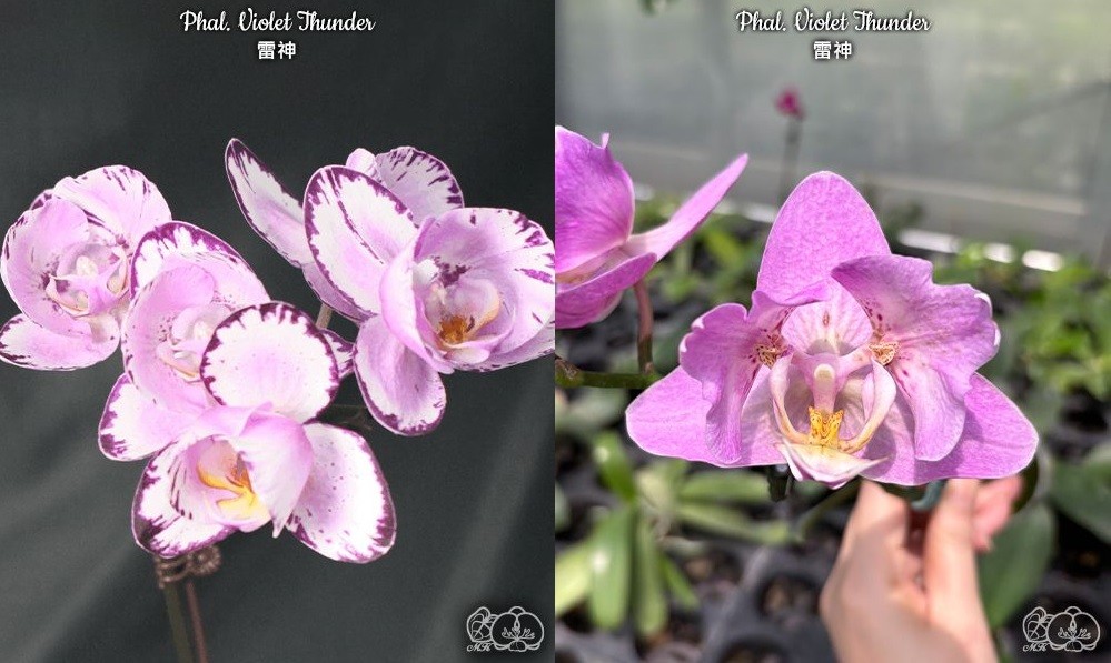Phal. Violet Thunder 2 Phal. Violet Thunder