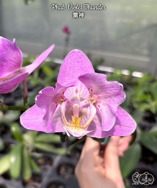 Phal. Violet Thunder 3 Phal. Violet Thunder