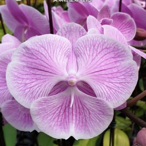 Phal. Miki Pink Planet 173