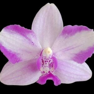 Phal. Jiuhbao Purple Crystal