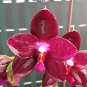 Phal. Zheng Min Jacaranda Yungho